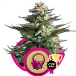 AMNESIA HAZE * ROYAL QUEEN SEEDS 5 SEMI FEM 