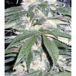 BLUEBERRY BUD * SAGARMATHA FEMINIZED 5 SEMI 