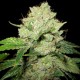 CALTRAIN WRECK * SAGARMATHA FEMINIZED 5 SEMI 