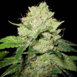 CALTRAIN WRECK * SAGARMATHA FEMINIZED 5 SEMI 