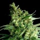 DOUBLE BUBBLEBERRY * SAGARMATHA FEMINIZED 5 SEMI 