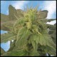 INDICA XXL * SAGARMATHA FEMINIZED 5 SEMI 