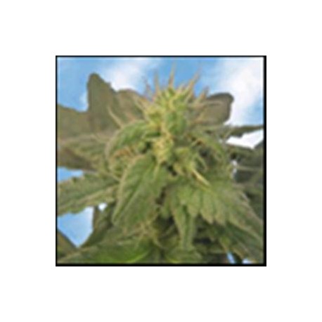 INDICA XXL * SAGARMATHA FEMINIZED 5 SEMI 