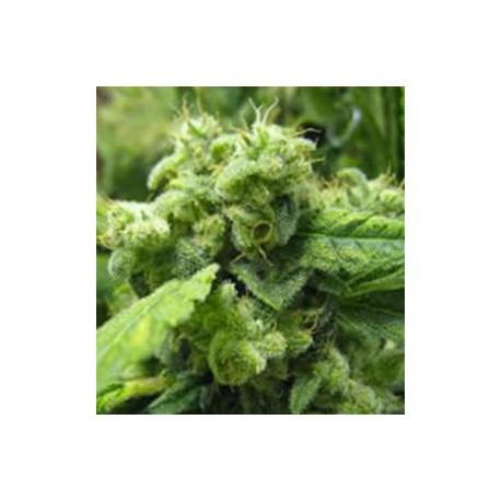 NORTHERN LIGHTS # 9 * SAGARMATHA FEMINIZED 5 SEMI 