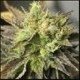 STRAWBERRY D-LITE * SAGARMATHA FEMINIZED 5 SEMI 