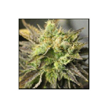 STRAWBERRY D-LITE * SAGARMATHA FEMINIZED 5 SEMI 