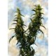 WESTERN WINDS/KALI MIST * SAGARMATHA FEMINIZED 5 SEMI 