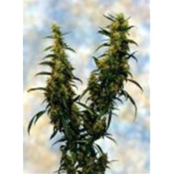 WESTERN WINDS/KALI MIST * SAGARMATHA FEMINIZED 5 SEMI 