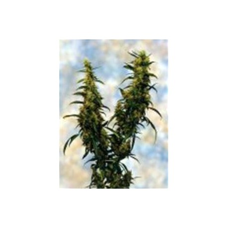 WESTERN WINDS/KALI MIST * SAGARMATHA FEMINIZED 5 SEMI 