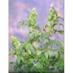 YUMBOLT * SAGARMATHA FEMINIZED 5 SEMI 