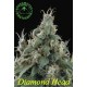 DIAMOND HEAD * SAGARMATHA 10 SEMI REG 