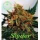 SLYDER * SAGARMATHA 10 SEMI REG 