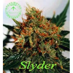 SLYDER * SAGARMATHA 10 SEMI REG 