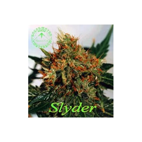 SLYDER * SAGARMATHA 10 SEMI REG 