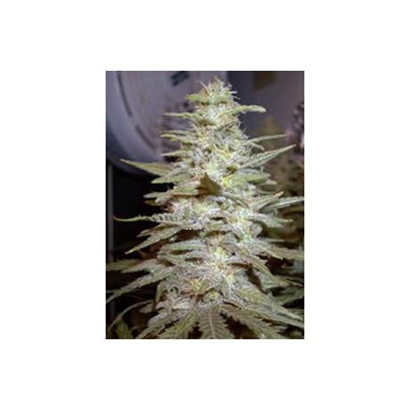 WONDERBERRY * SAGARMATHA 10 SEMI REG 