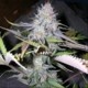 BLACK JACK * SATIVA SEEDBANK REGULAR 10 SEMI (NIRVANA) 