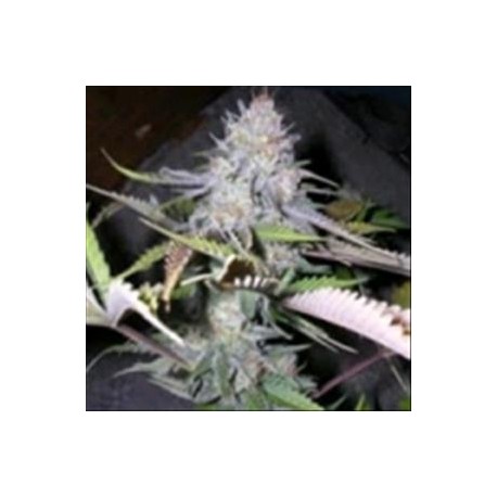 BLACK JACK * SATIVA SEEDBANK REGULAR 10 SEMI (NIRVANA) 