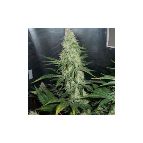 HAWAII MAUI WAUI * SATIVA SEEDBANK REGULAR 10 SEMI (NIRVANA)