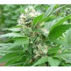 MAGIC BUD * PARADISE SEEDS FEMINIZED 5 SEMI 