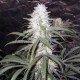 STERLING HAZE * SATIVA SEEDBANK REGULAR 10 SEMI (NIRVANA)