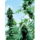 EARLY SKUNK * SENSI SEEDS 10 SEMI FEM