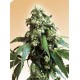 JACK FLASH # 5 * SENSI SEEDS 10 SEMI FEM