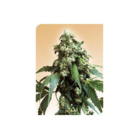 JACK FLASH # 5 * SENSI SEEDS 10 SEMI FEM