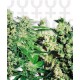 FEMINIZED MIX * SENSI SEEDS 20 SEMI FEM