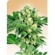 AFGHANI # 1® * SENSI SEEDS 10 SEMI REG 