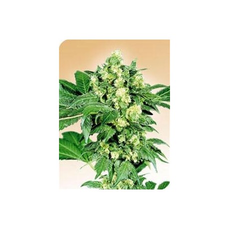 AFGHANI # 1® * SENSI SEEDS 10 SEMI REG 