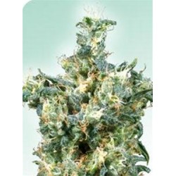 AMERICAN DREAM® * SENSI SEEDS 10 SEMI REG 