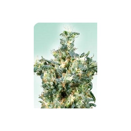 AMERICAN DREAM® * SENSI SEEDS 10 SEMI REG 