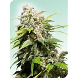 CALIFORNIA INDICA® * SENSI SEEDS 10 SEMI REG 