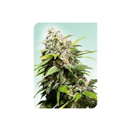 CALIFORNIA INDICA® * SENSI SEEDS 10 SEMI REG 