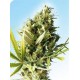 DURBAN® * SENSI SEEDS 10 SEMI REG 
