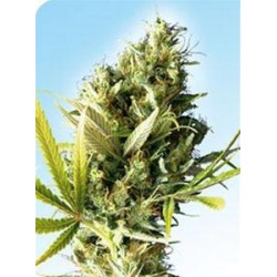 DURBAN® * SENSI SEEDS 10 SEMI REG 