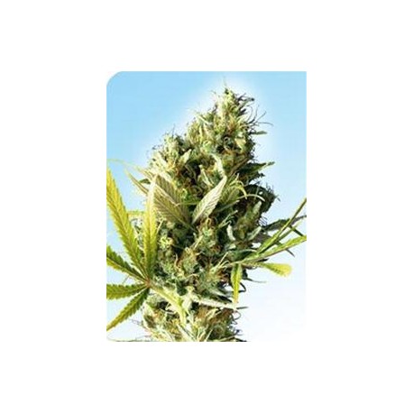 DURBAN® * SENSI SEEDS 10 SEMI REG 