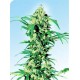 EARLY GIRL® * SENSI SEEDS 10 SEMI REG 