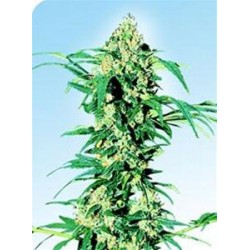 EARLY GIRL® * SENSI SEEDS 10 SEMI REG 