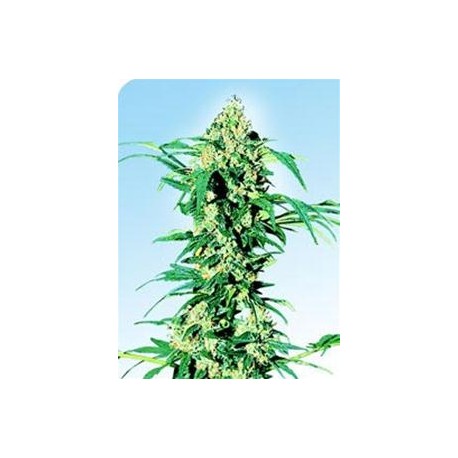 EARLY GIRL® * SENSI SEEDS 10 SEMI REG 