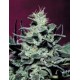 NEBULA * PARADISE SEEDS FEMINIZED 5 SEMI 