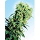 EARLY PEARL® * SENSI SEEDS 10 SEMI REG 