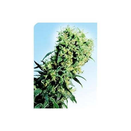 EARLY PEARL® * SENSI SEEDS 10 SEMI REG 
