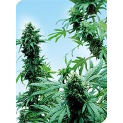 EARLY SKUNK® * SENSI SEEDS 10 SEMI REG 