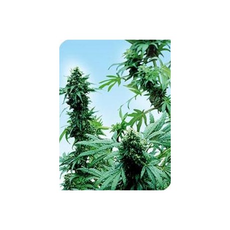 EARLY SKUNK® * SENSI SEEDS 10 SEMI REG 