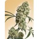 ED ROSENTHAL SUPER BUD® * SENSI SEEDS 10 SEMI REG 