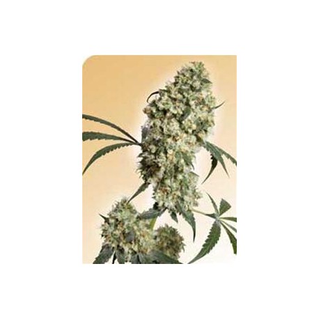 ED ROSENTHAL SUPER BUD® * SENSI SEEDS 10 SEMI REG 