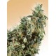 FIRST LADY® * SENSI SEEDS 10 SEMI REG 