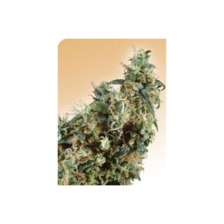 FIRST LADY® * SENSI SEEDS 10 SEMI REG 