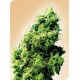 FOUR-WAY® * SENSI SEEDS 10 SEMI REG 